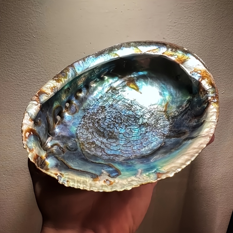 Outdoor Furniture Material - Abalone Shell Planters, Abalone Shell Ornaments,