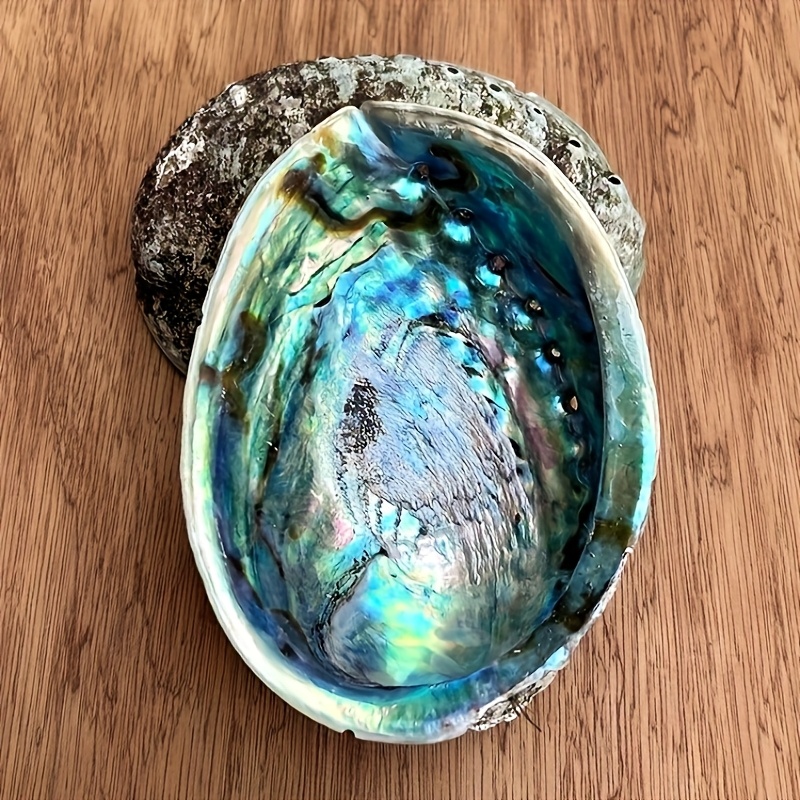 Abalone Shell Planters, Abalon - đánh giá và giá Outdoor Furniture Material